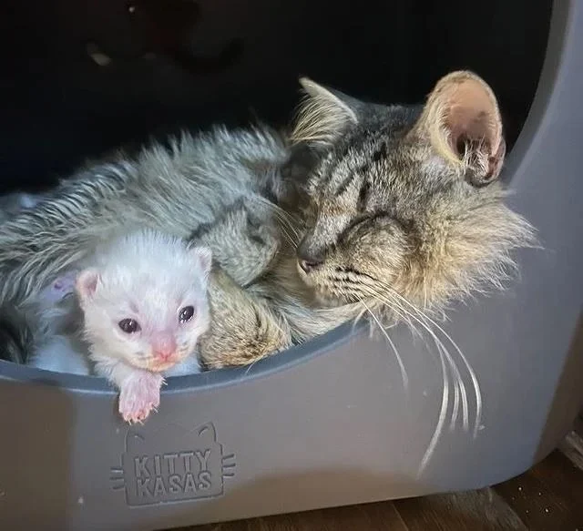 Two of the kittens were in poor health, ...