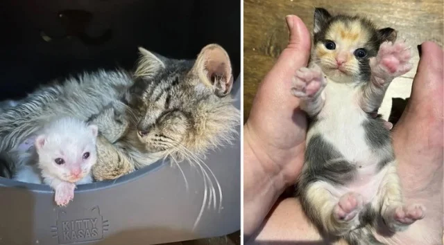 Just recently, the Coastal Bend Cat Resc...