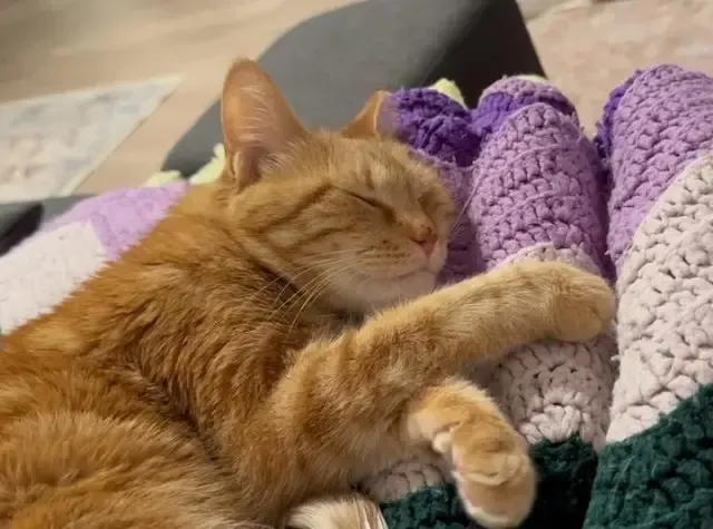 Extra image from article