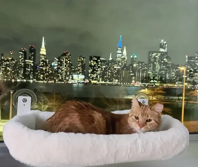 Extra image from article