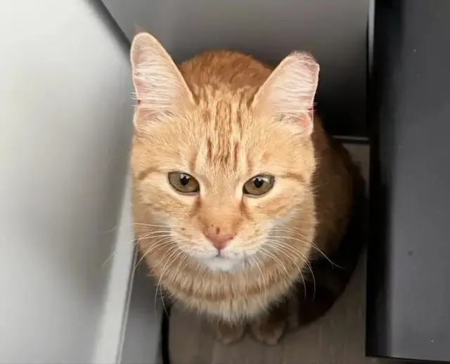 Extra image from article