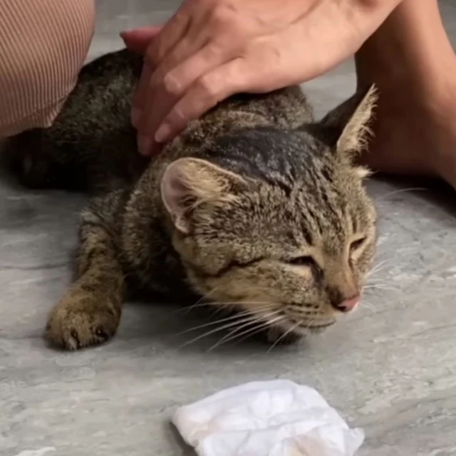 Extra image from article