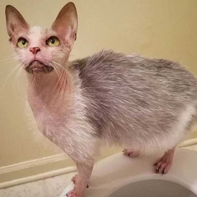 Potential adopters hesitated, worried ab...