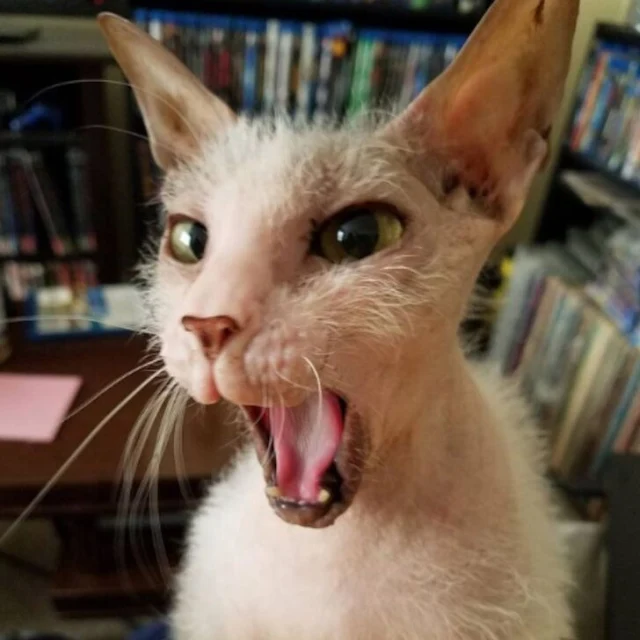 From the outset, Possum fit right in. Sh...