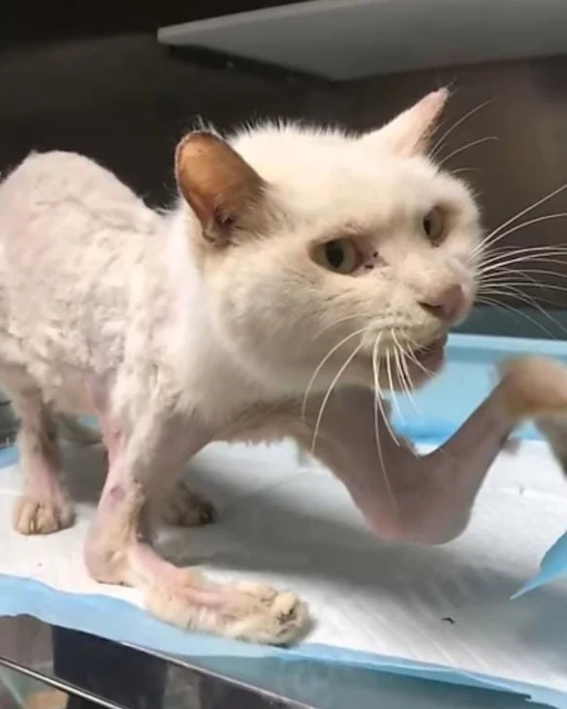 Desperate meows filled the air as the ca...