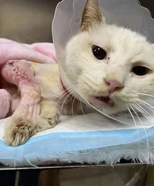 Aside from minor kidney concerns, a CT s...