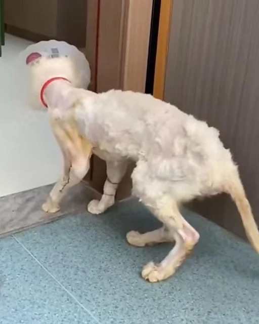 The surgery on her first paw was schedul...