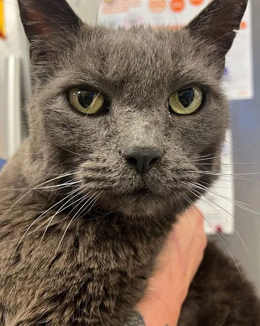 More than a decade ago, the Halls had ad...