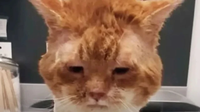 Despite his rough past, the cat, now nam...