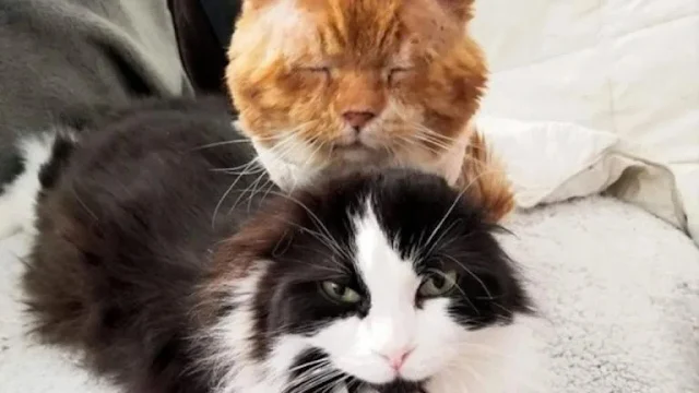 The once scruffy stray who sought shelte...