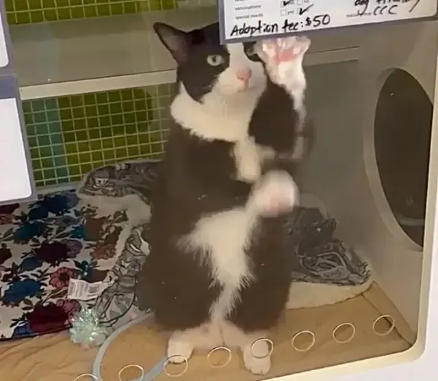 From the outset, the hope was for Vali t...