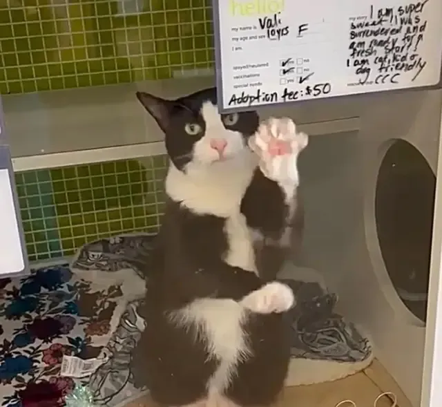 Extra image from article