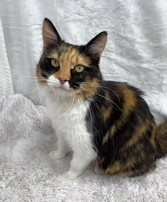 Changing the kittens' blankets has turne...