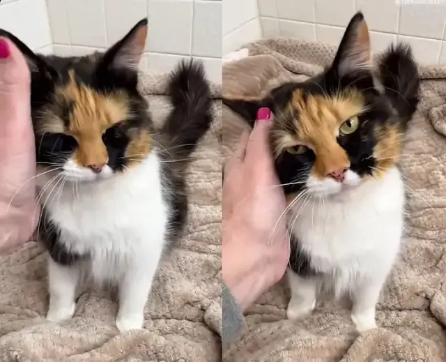 Extra image from article