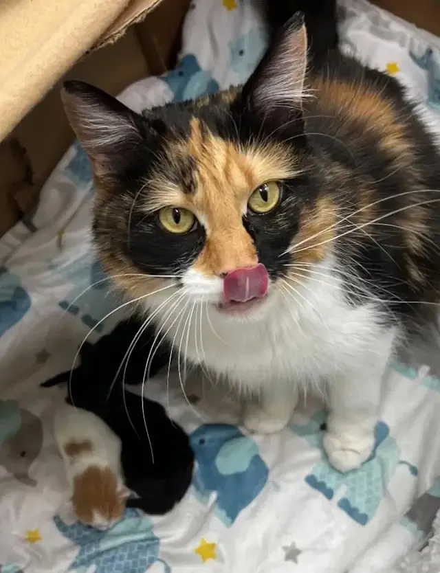 Extra image from article