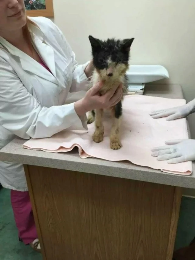 Hastily, Save A Purrfect Cat Rescue (SAP...