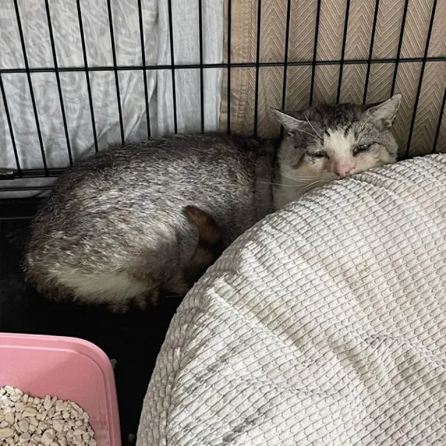 Bringing Potato into her care, Grace pat...