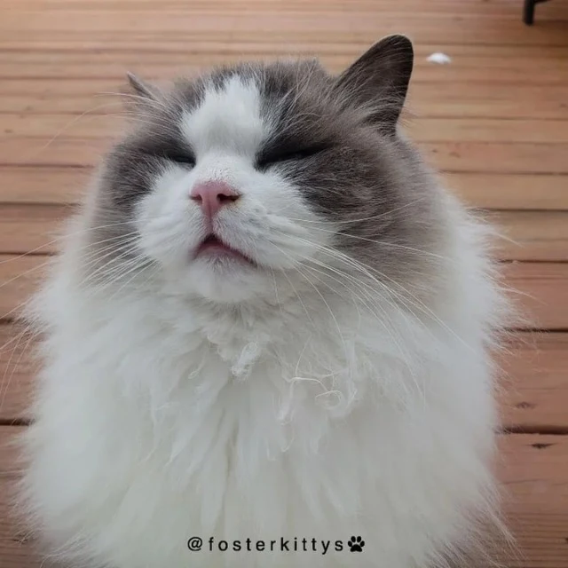 Spread the word and share Valentino's he...