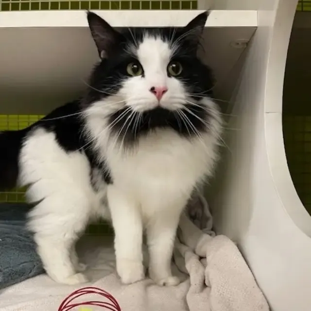 In his new environment, Bowie revealed h...