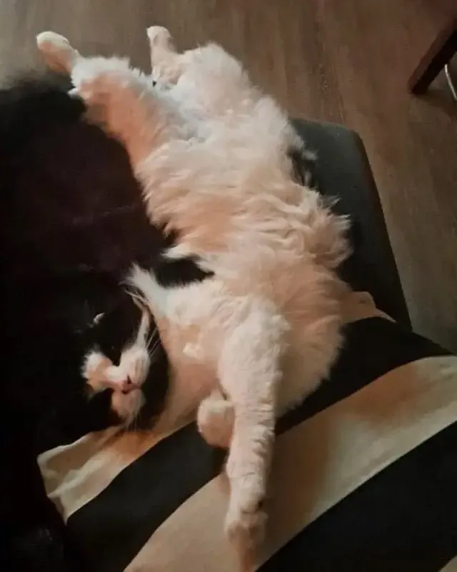 Extra image from article