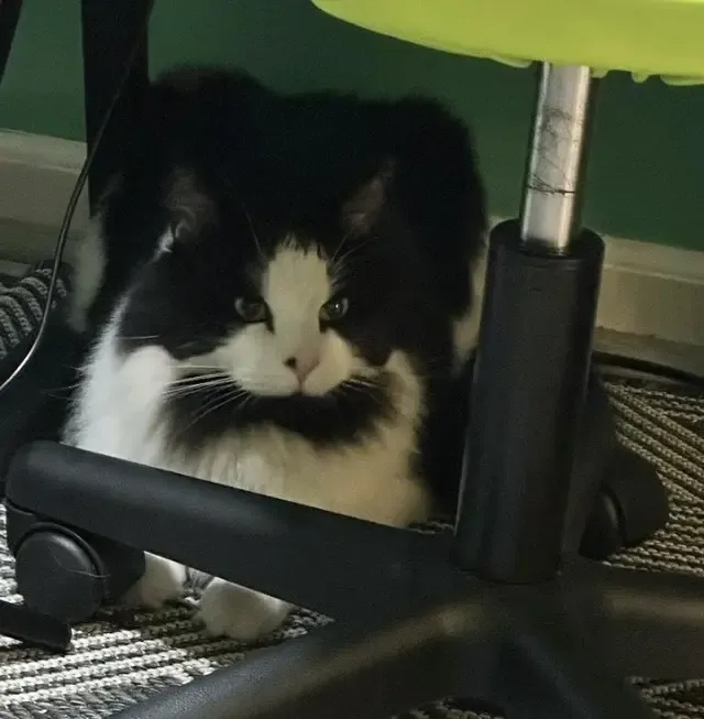 Extra image from article