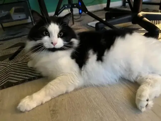 Extra image from article