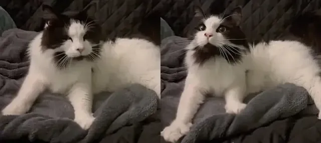 Extra image from article