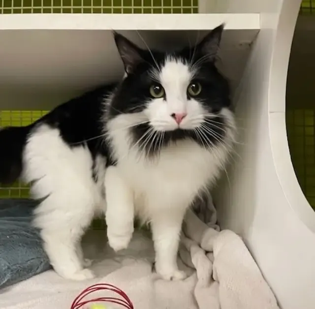 Extra image from article