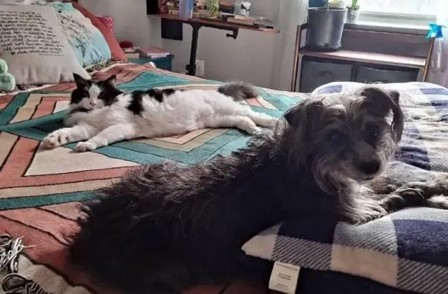 Extra image from article