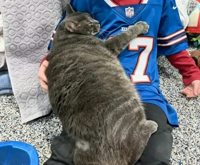 Upon arrival at the shelter, the cat imm...