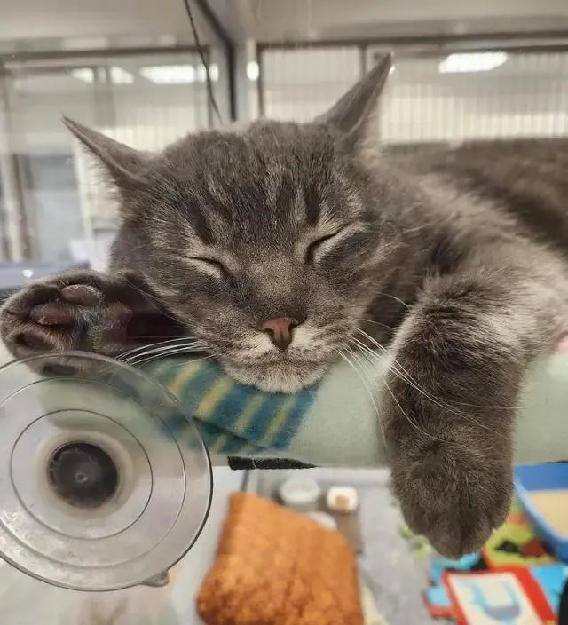 One day, when a staff member's son visit...