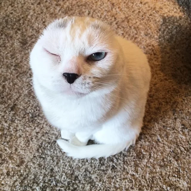 As soon as Otitis entered Molly's home, ...