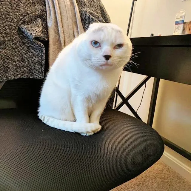 But Otitis did more than fill Molly's ho...