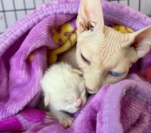 The next day, a vet visit revealed an un...
