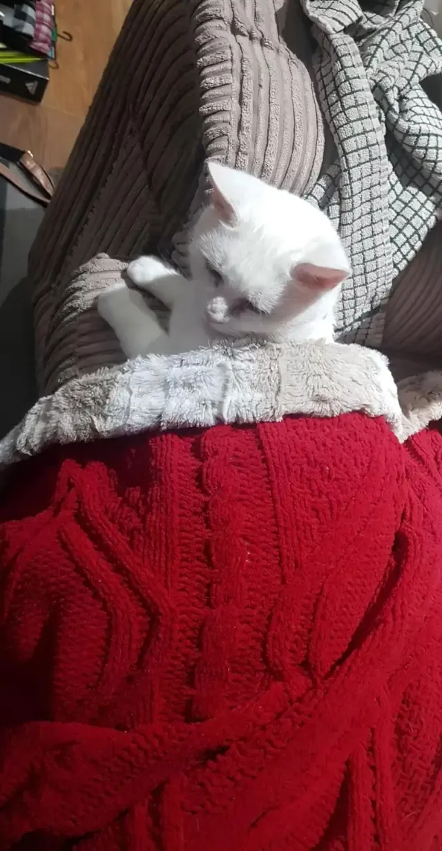 Extra image from article