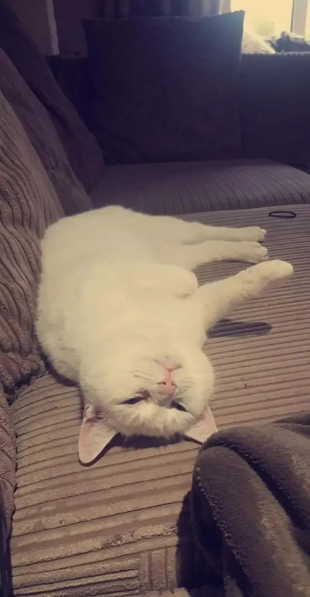 Extra image from article