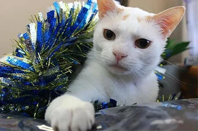 Extra image from article