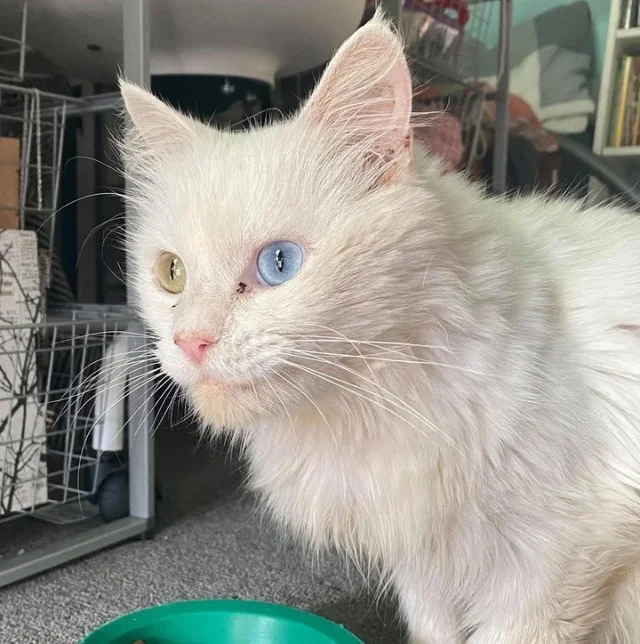 This affectionate cat treasures his time...