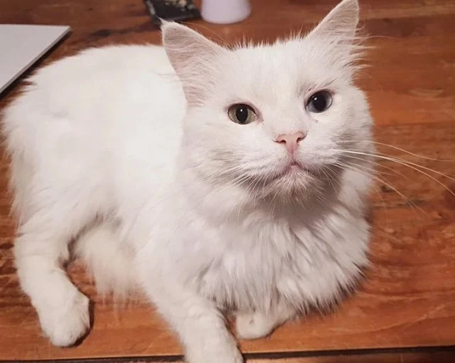 Feel free to share Arlo's heartwarming j...