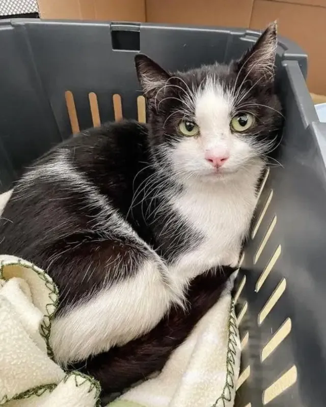 Through attentive care, Anne cleaned Ilu...