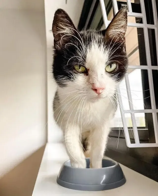 To make Iluna comfortable, Anne placed h...