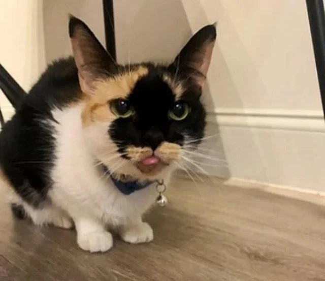 As she settled in, Tortilla was introduc...