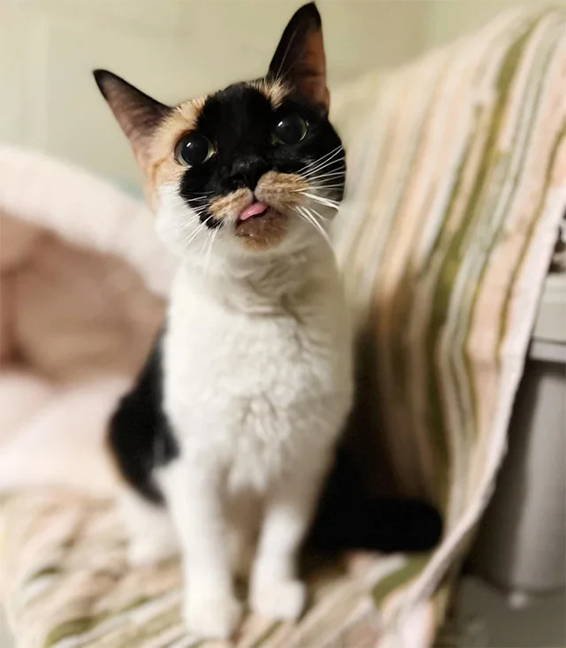 While Tortilla's entry into foster care ...