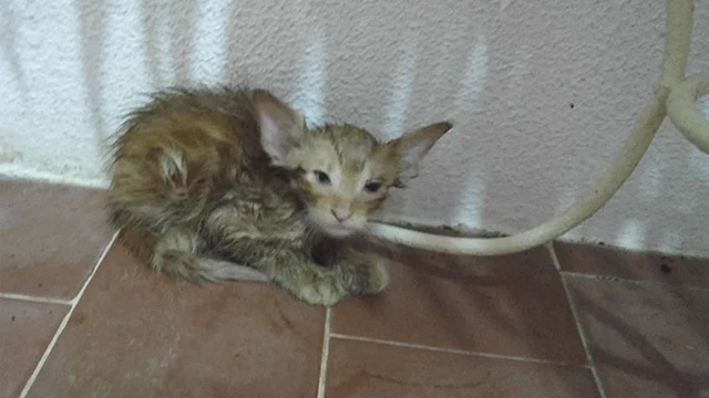 Determined to save the kitten, the woman...
