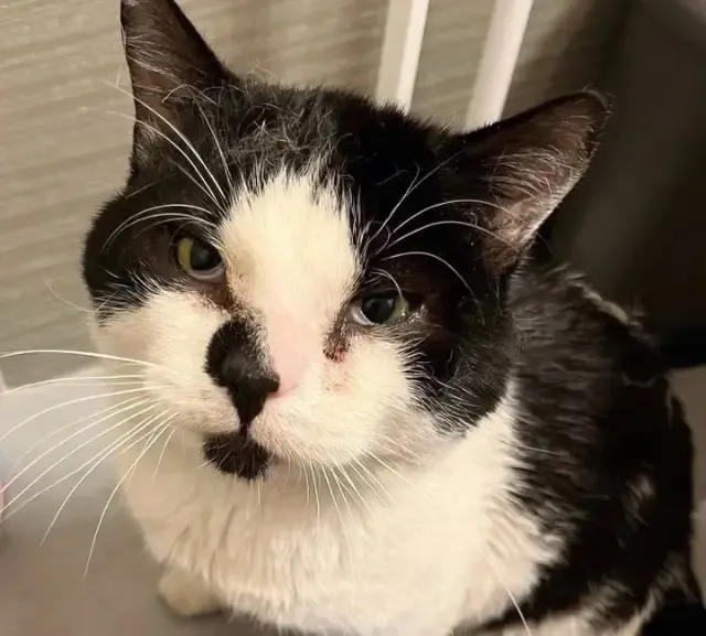 From Urban Streets to Cozy Sheets: Tux the Cat’s Journey to a Forever Home