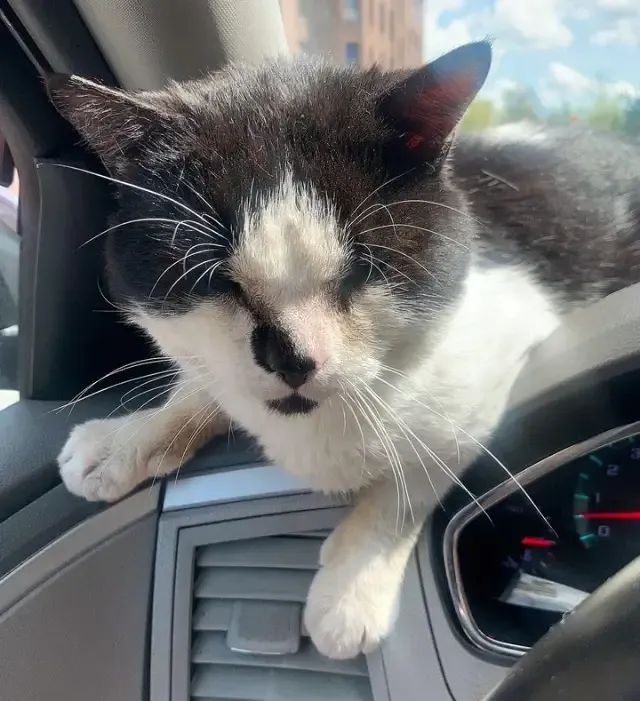 From Urban Streets to Cozy Sheets: Tux the Cat’s Journey to a Forever Home