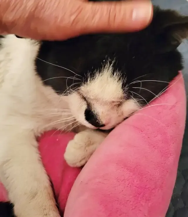 From Urban Streets to Cozy Sheets: Tux the Cat’s Journey to a Forever Home