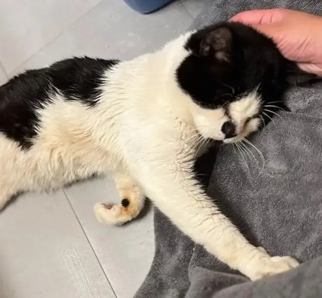 From Urban Streets to Cozy Sheets: Tux the Cat’s Journey to a Forever Home