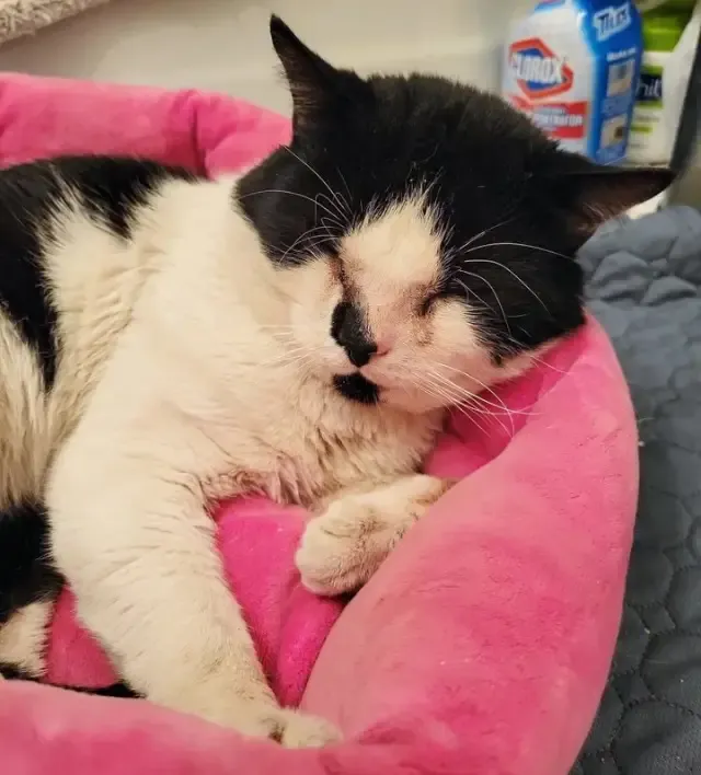From Urban Streets to Cozy Sheets: Tux the Cat’s Journey to a Forever Home