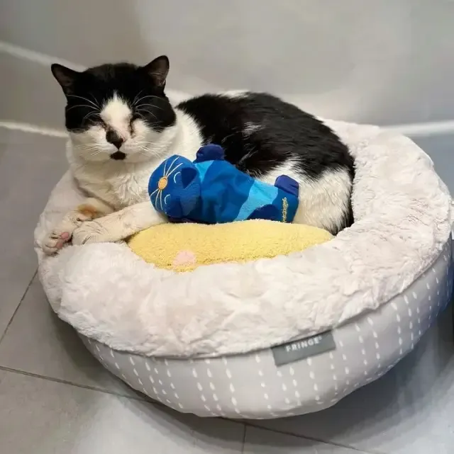 From Urban Streets to Cozy Sheets: Tux the Cat’s Journey to a Forever Home
